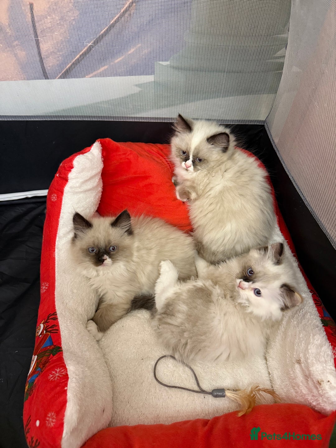 Ragdoll cats for sale: Beautiful Ragdolls kittens  - Advert 3