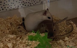 Gerbil rodents for sale: Free 2 male gerbils  - Image 8