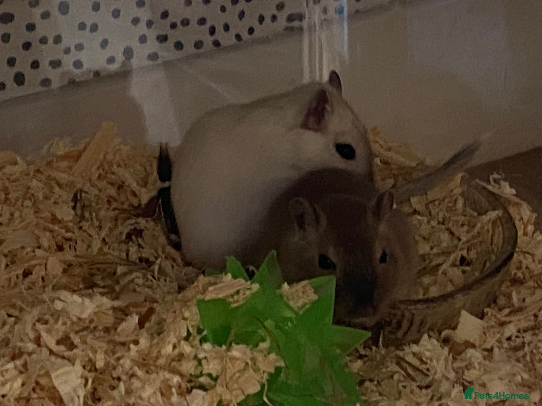 Gerbil rodents for sale: Free 2 male gerbils  - Image 8