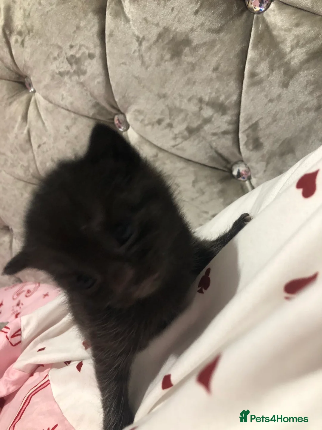 Mixed Breed cats for sale: 3 little beautiful kittens for sale  in Wigan - Advert 2