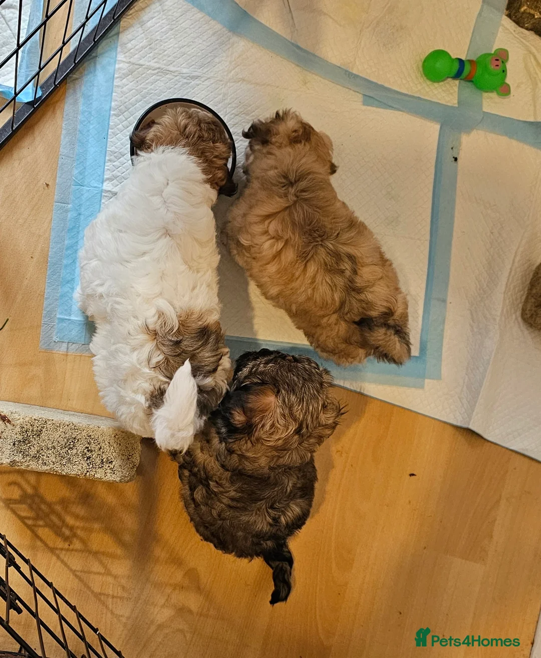 Shihpoo dogs for sale: Beautiful 3rd Generation Shihpoos  - Advert 3