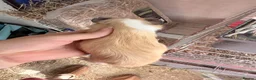Guinea Pig rodents for sale: 16 baby guinea pigs - Advert 30