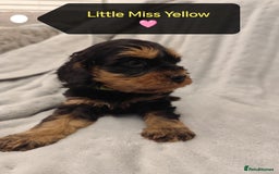 Cockapoo dogs for sale: 🐶Beautiful F1 Cockapoo Puppies🐾 - Image 4