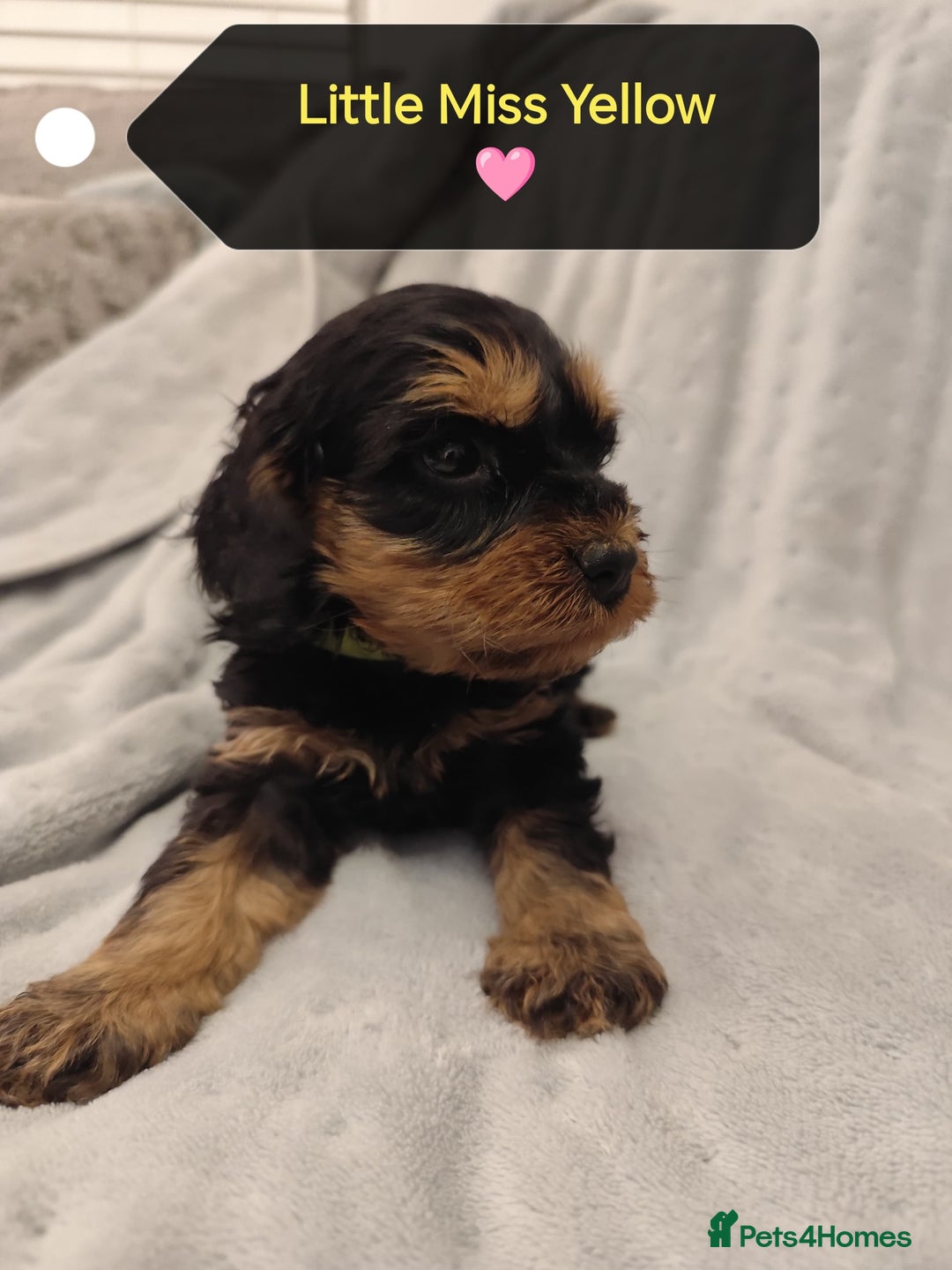 Cockapoo dogs for sale: 🐶Beautiful F1 Cockapoo Puppies🐾 - Image 4