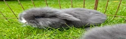 Mixed Breed rabbits for sale: 4 lovely minilop lionhead rabbits  - Advert 4