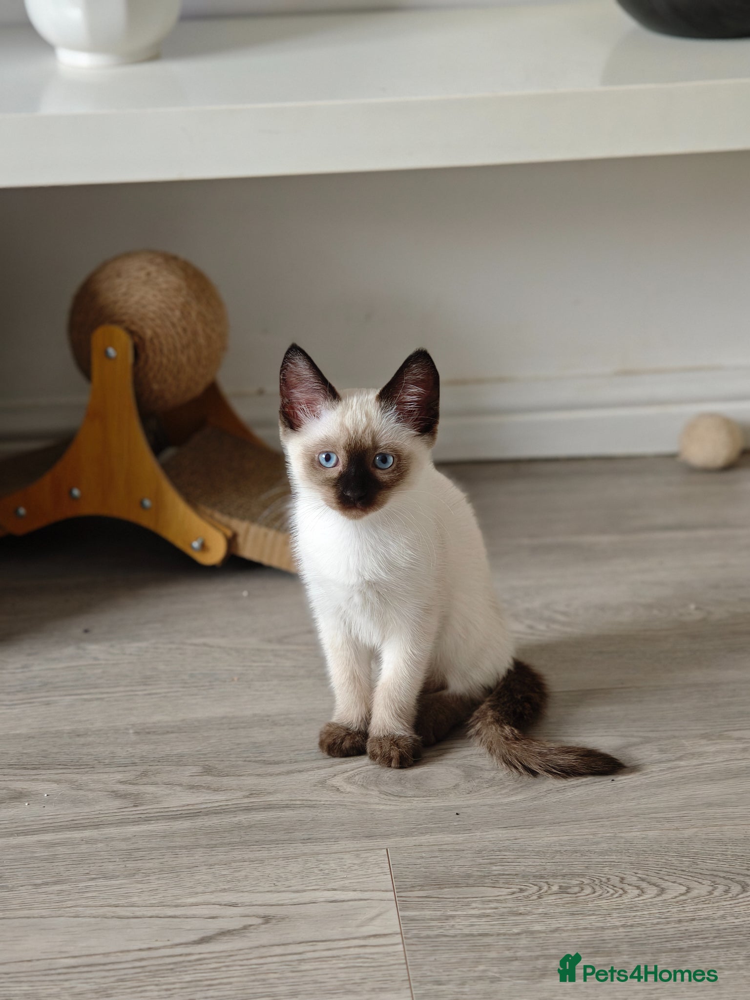 Siamese cats for sale: 1 ADORABLE GIRL AVAILABLE 🌸🌸🌸 - Advert 1