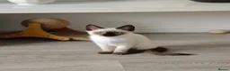 Siamese cats for sale: 1 ADORABLE GIRL AVAILABLE 🌸🌸🌸 - Advert 1