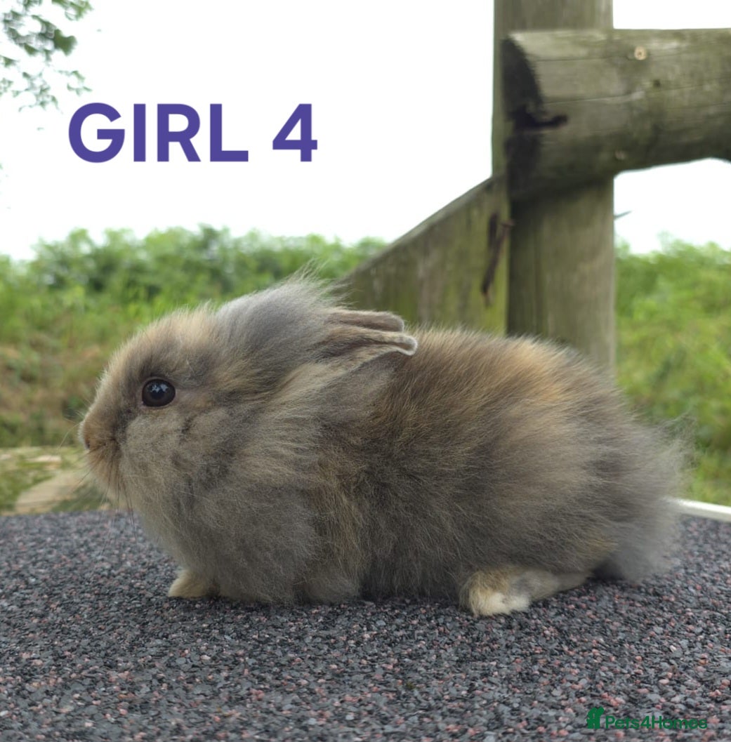 Lionhead rabbits Lionhead litter ready soon - Advert 2
