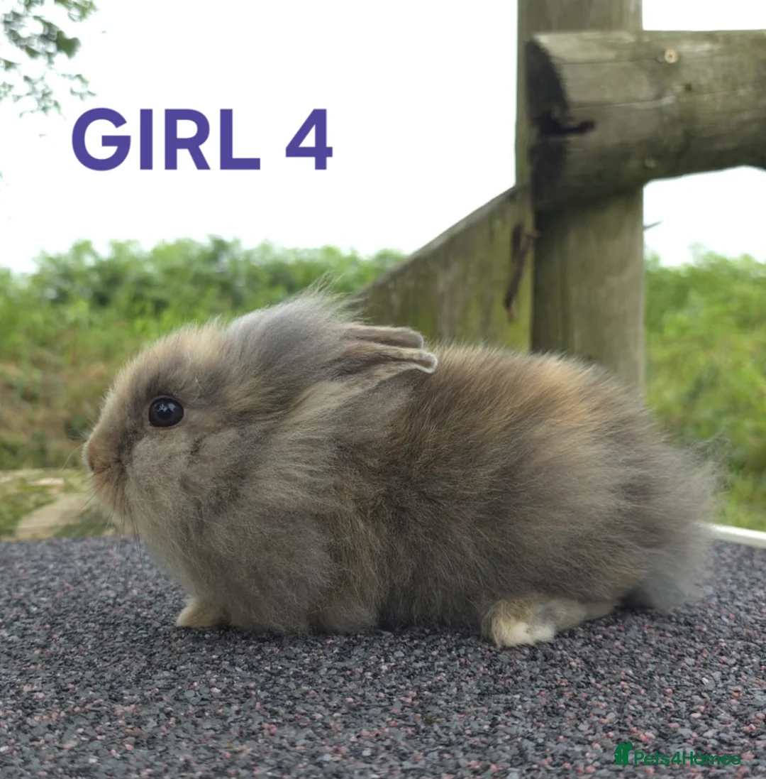 Lionhead rabbits for sale: Lionhead litter ready soon - Advert 2