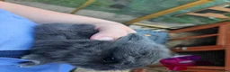 Mixed Breed rabbits for sale: Minilopxamericanblue  - Advert 4