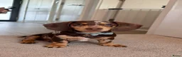 Miniature Dachshund dogs for sale: Beautiful miniature dachshund, dapple in Epsom - Advert 3