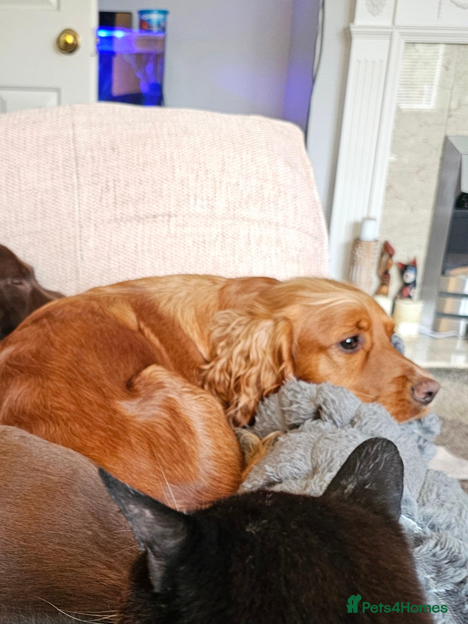 Cocker Spaniel dogs STUD COCKER SPANIEL WANTED - Advert 3