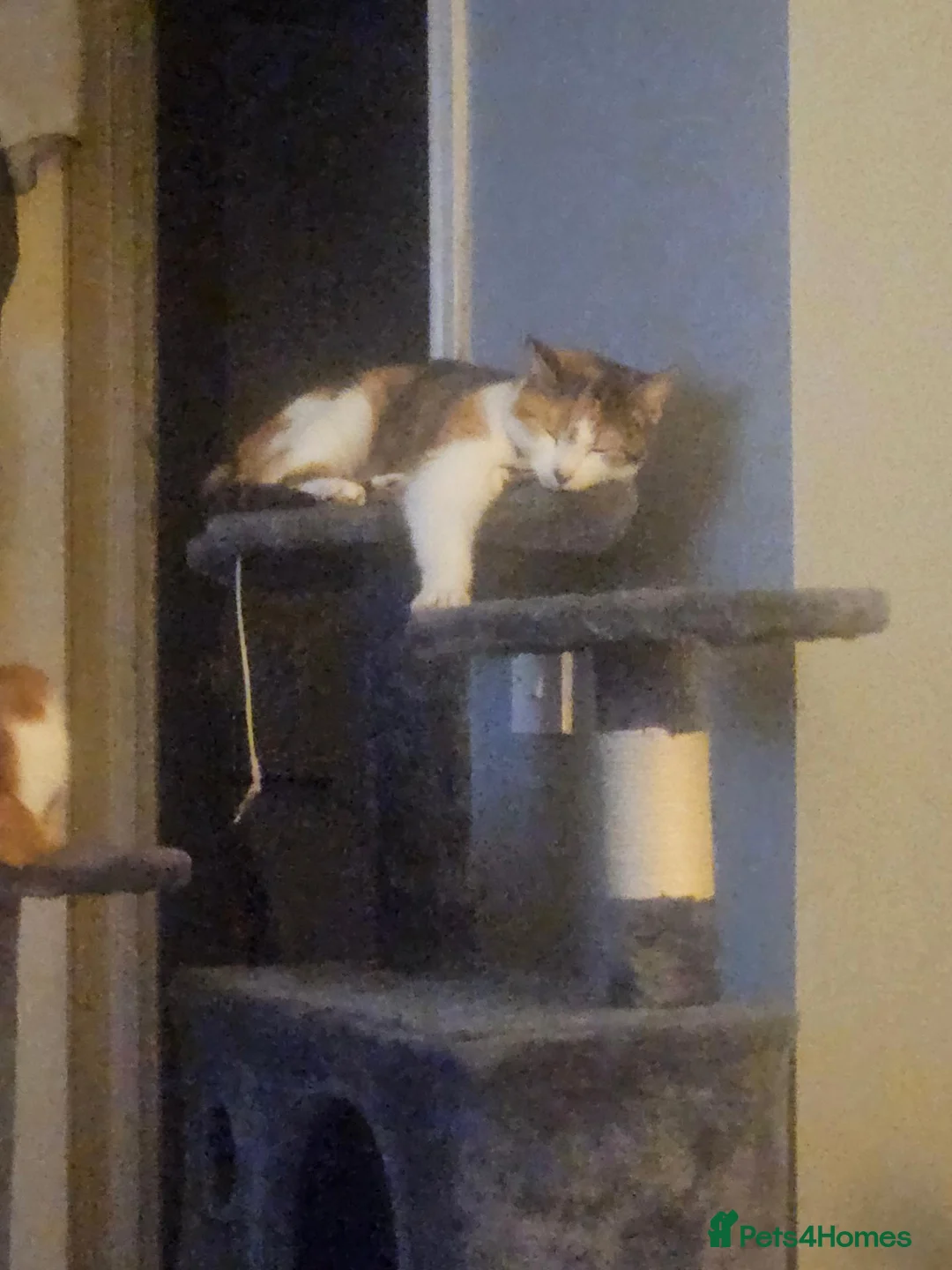 Mixed Breed cats for sale: 3 very loving ginger and white kittens in Worcester - Advert 1