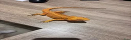 Bearded Dragon reptiles for sale: 2 female bearded dragons  in Herne Bay - Advert 4