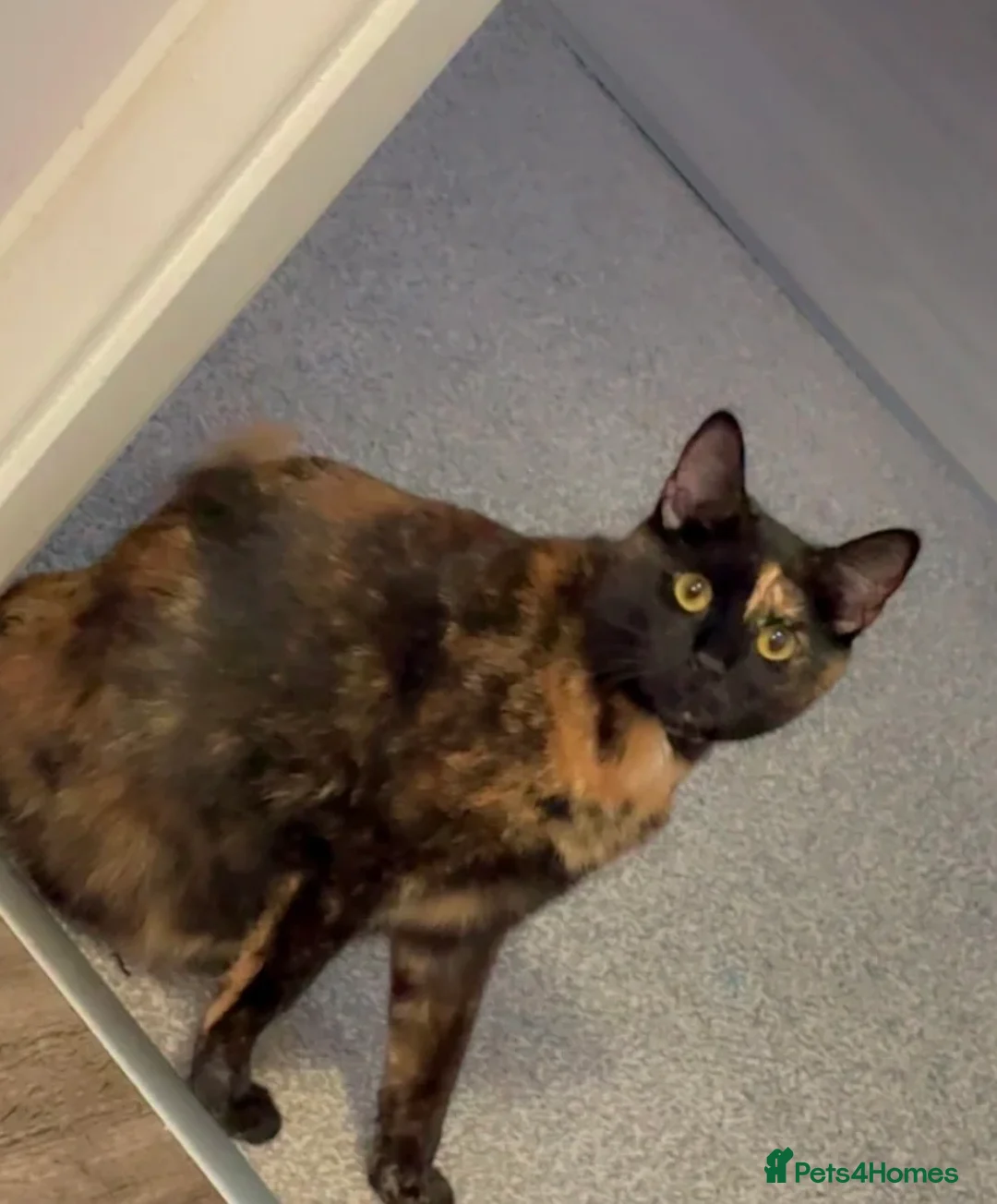 Mixed Breed cats for sale: 🐾 Gorgeous Tortoise shell Female 🐾 - Advert 2