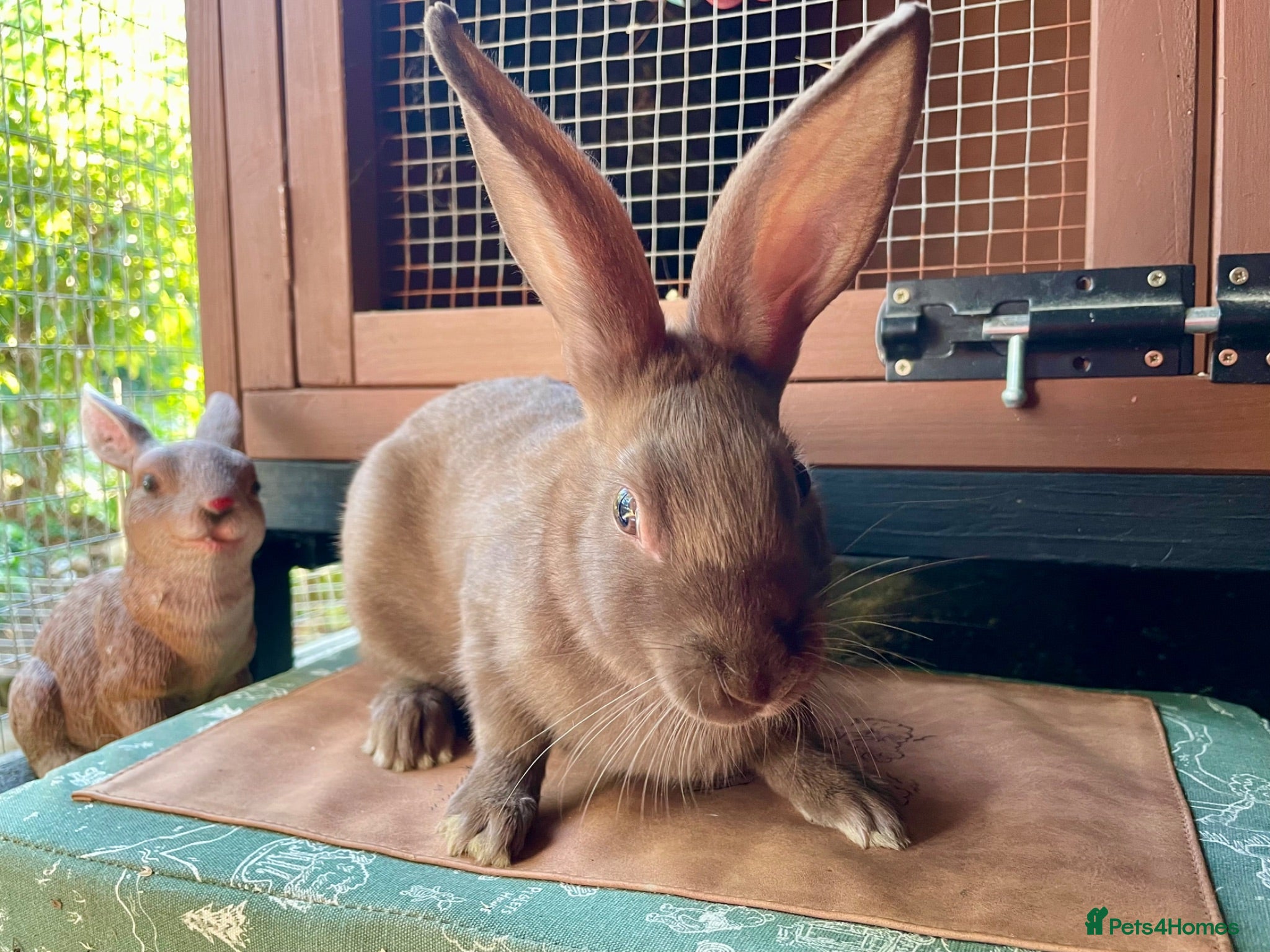 English Spot rabbits Beautiful chocolate self English spot  - Advert 2