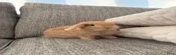 Mini Lop rabbits for sale: Mini lop Bunnies  - Advert 4