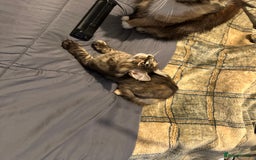 Maine Coon cats for sale: Xl mainecoon kittens  - Image 19