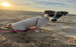 Jack Russell dogs for sale: Male puppy last left from 6 - Image 7