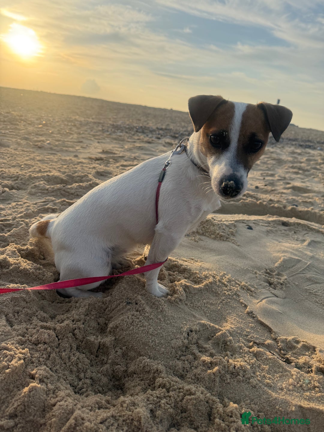 Jack Russell dogs for sale: Male puppy last left from 6 - Image 7