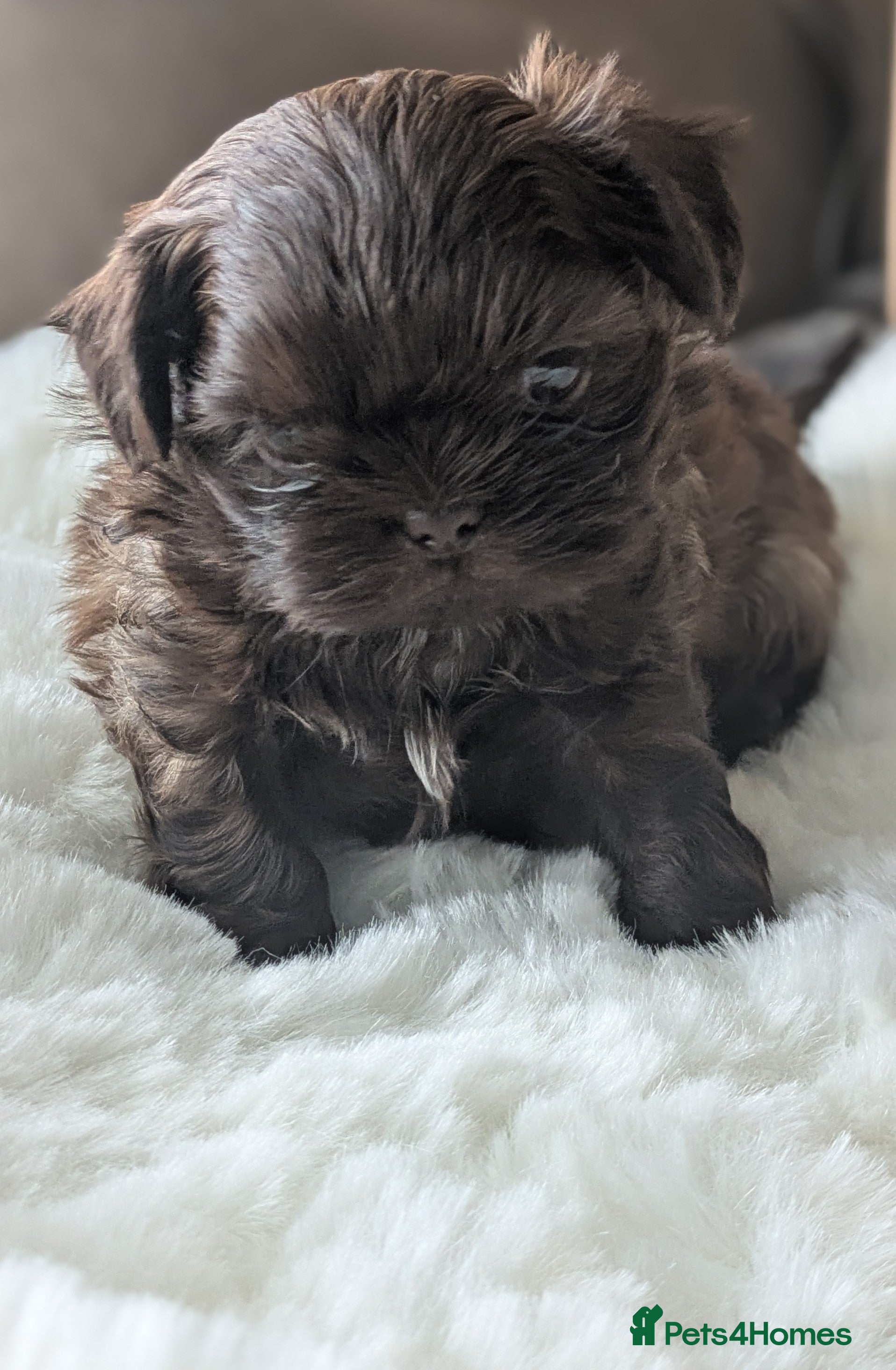 Shih Tzu dogs 2 beautiful KC imperial shih tzu boys available  - Advert 3