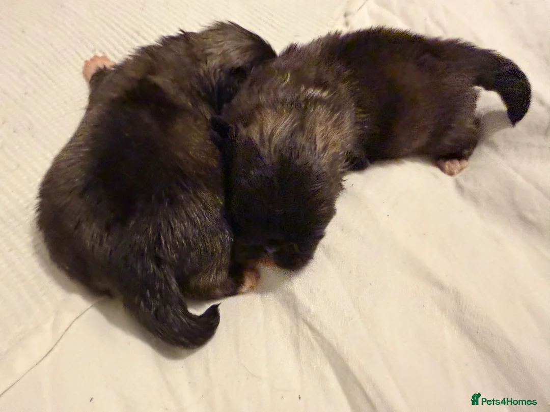 Pekingese dogs for sale: Kc Pekingnese boys available - Advert 6