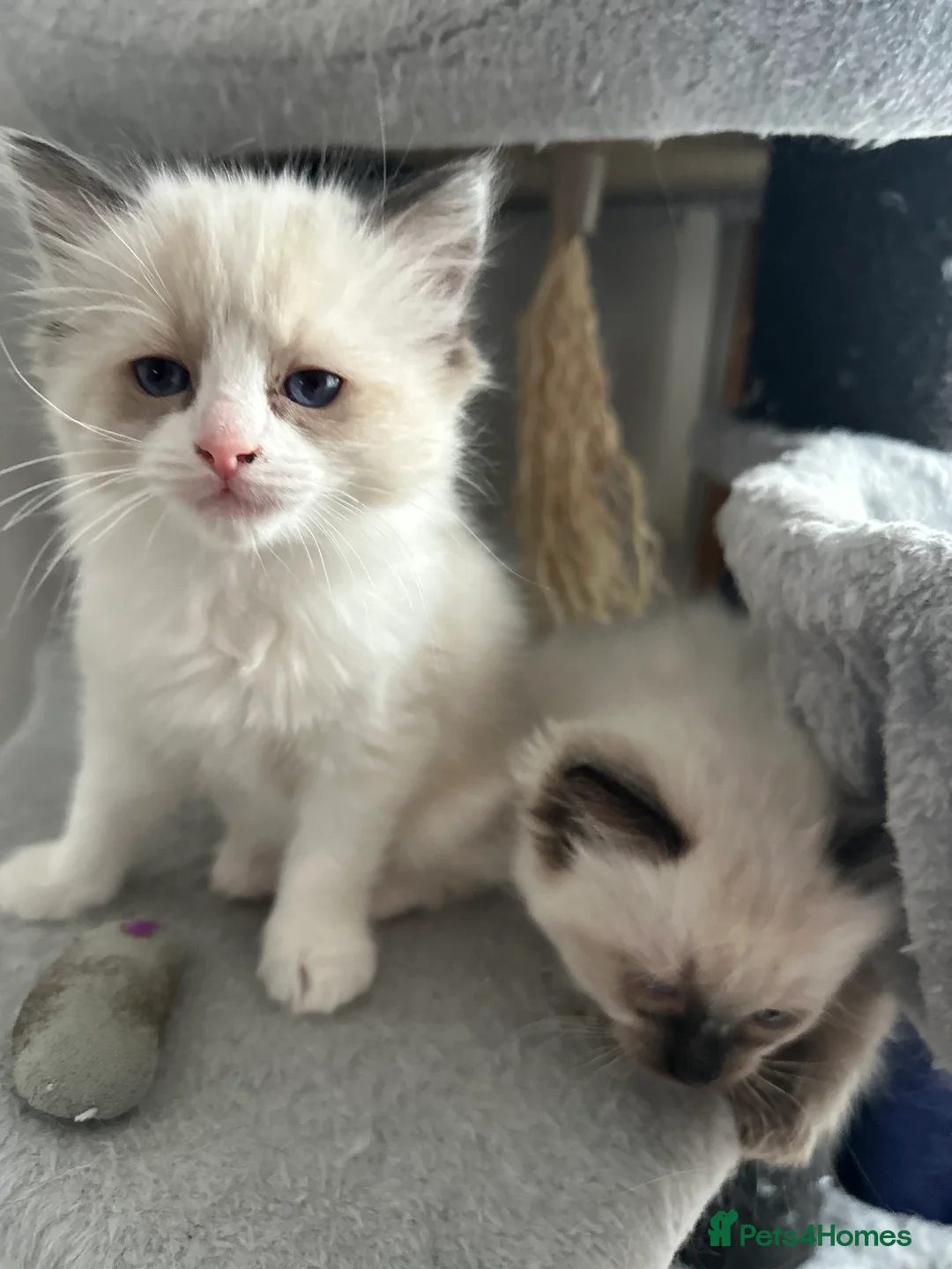 Ragdoll cats for sale: Gorgeous ragdoll girls!  - Advert 19