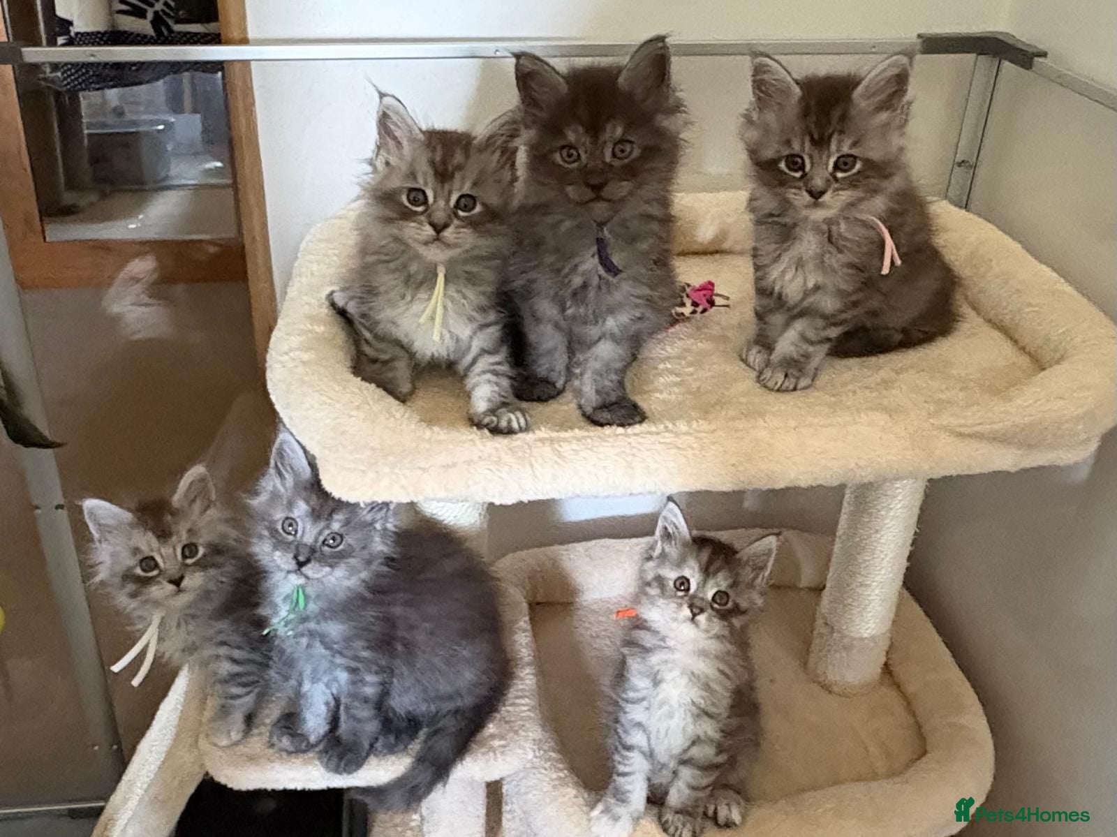 Maine Coon cats 🐾 Exceptional TICA Registered Maine Coon Kittens - Advert 14