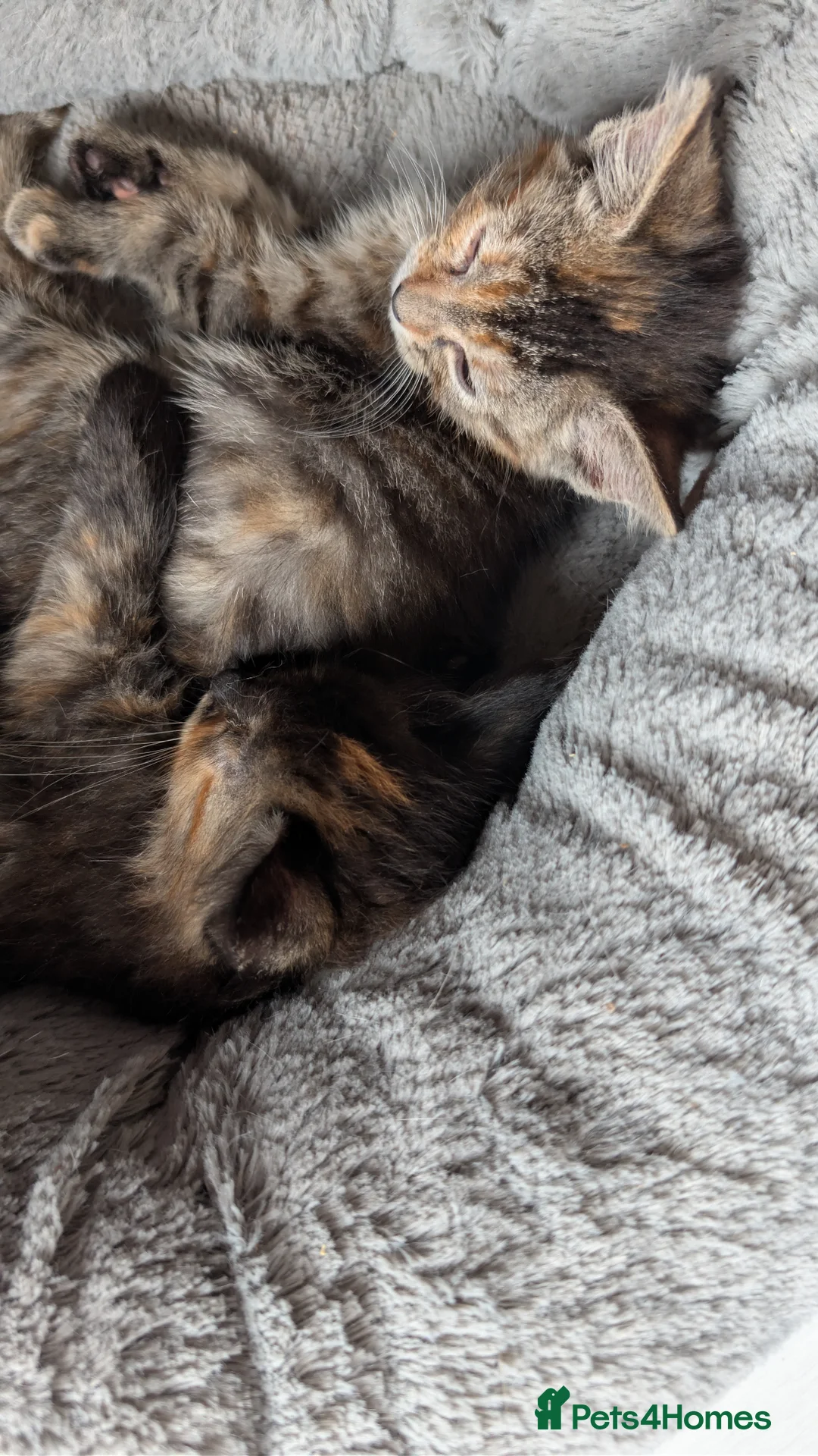 Mixed Breed cats for sale: Two female kittens looking for forever home 🥰 - Advert 4
