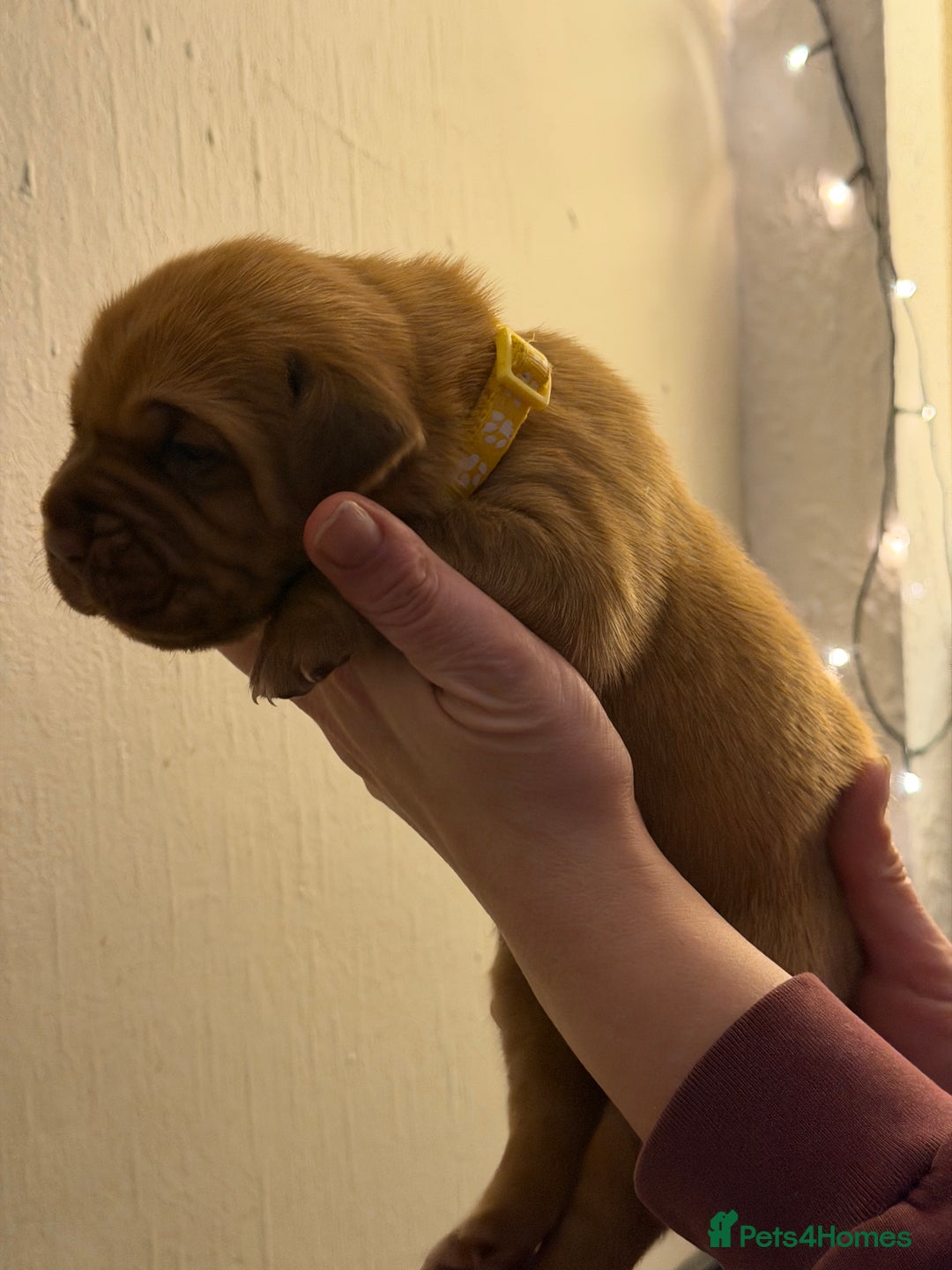 Dogue De Bordeaux dogs for sale: Beautiful Dogue De Bordeaux Puppies - Advert 13