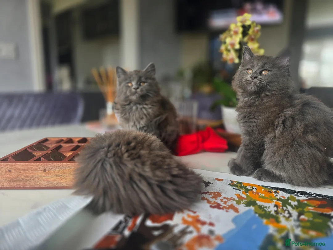 Maine Coon cats for sale: Blue mainecoon adorable kittens  in Dartford - Advert 2