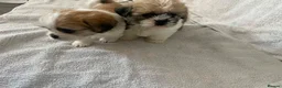 Shih Tzu dogs for sale: 2 shih tzu puppies for sale in Southend-on-Sea - Advert 5