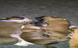 Boxer dogs for sale: Boxer puppies - Image 2