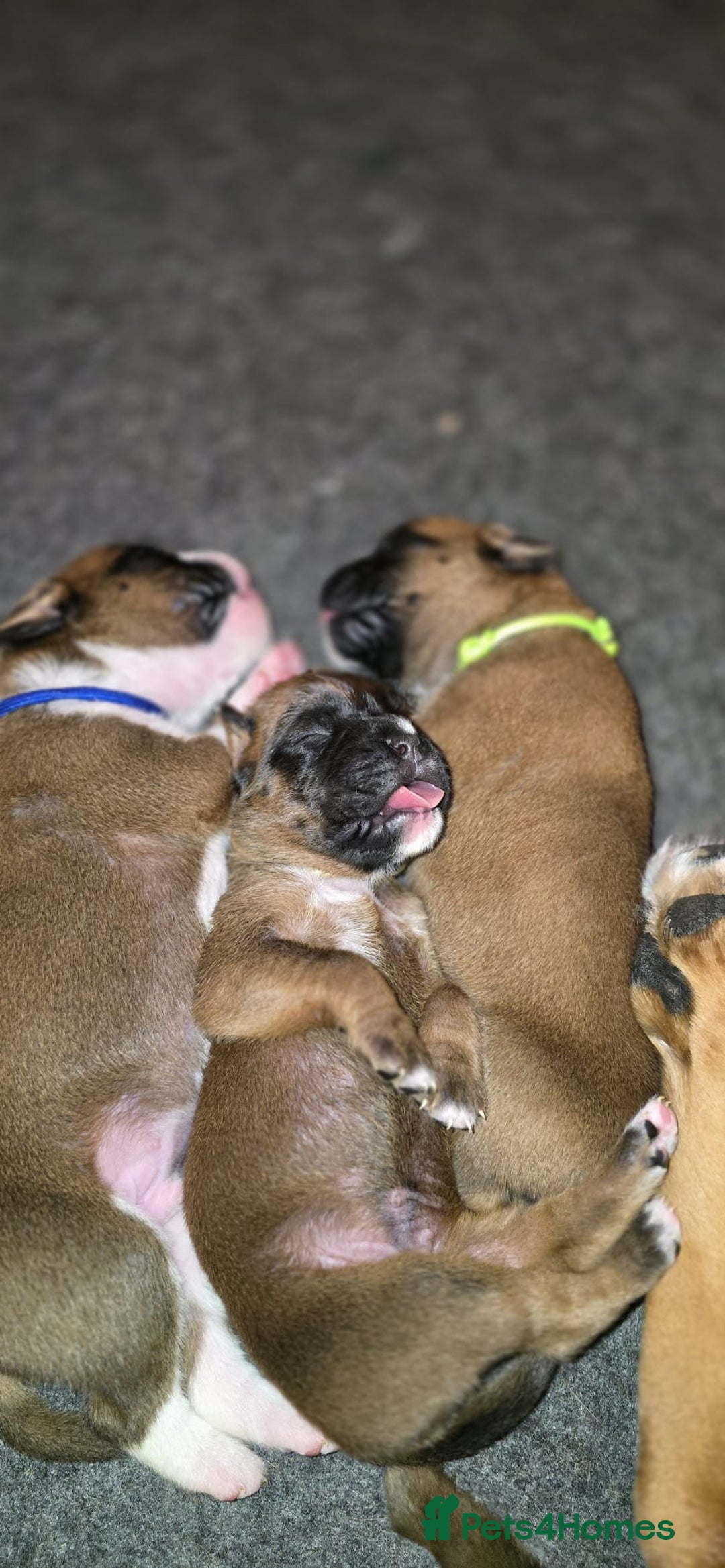 Boxer dogs for sale: Boxer puppies - Image 2