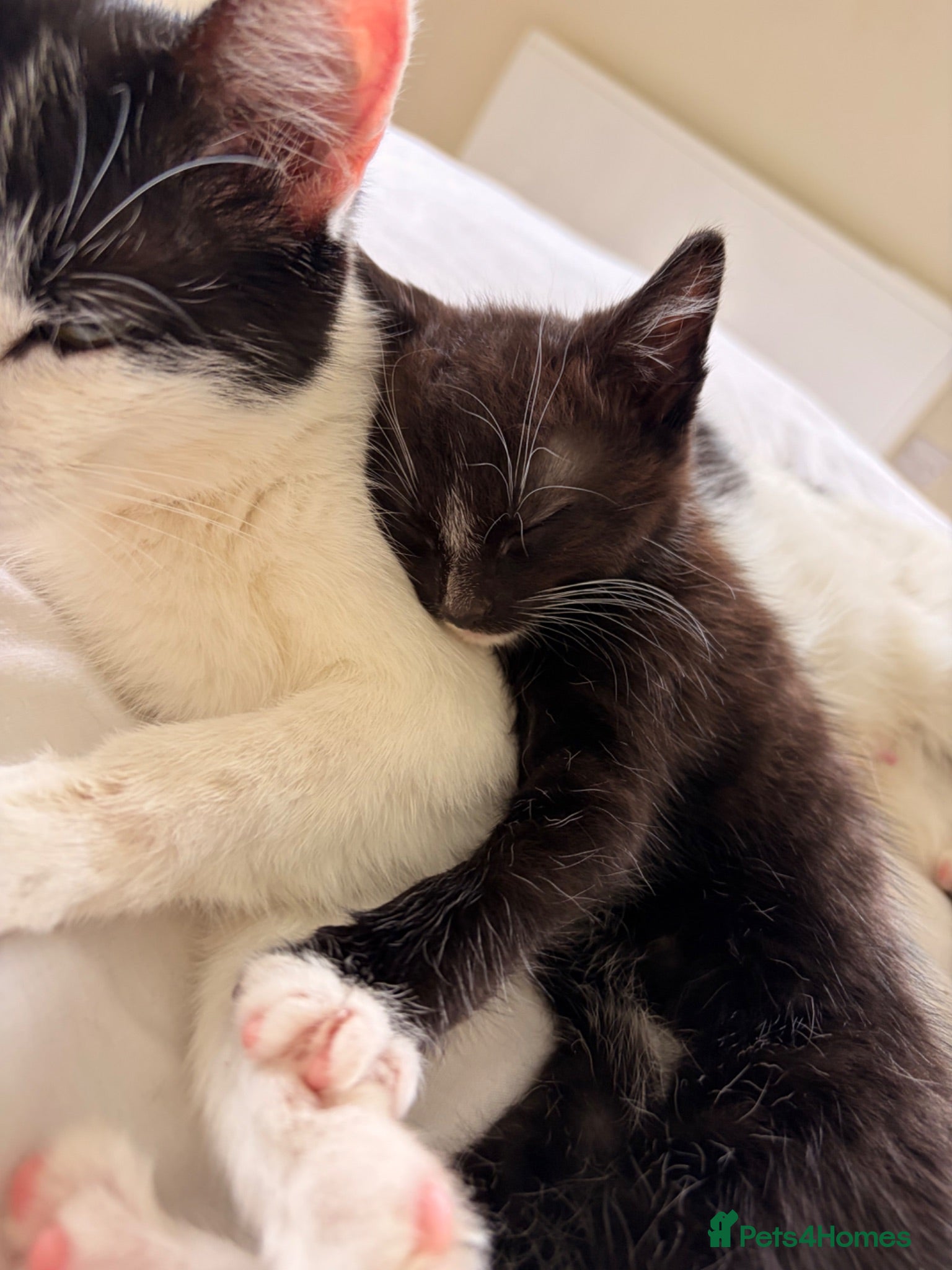 Mixed Breed cats Tuxedo Kittens - Advert 2