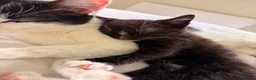 Mixed Breed cats for sale: Tuxedo Kittens - Advert 1