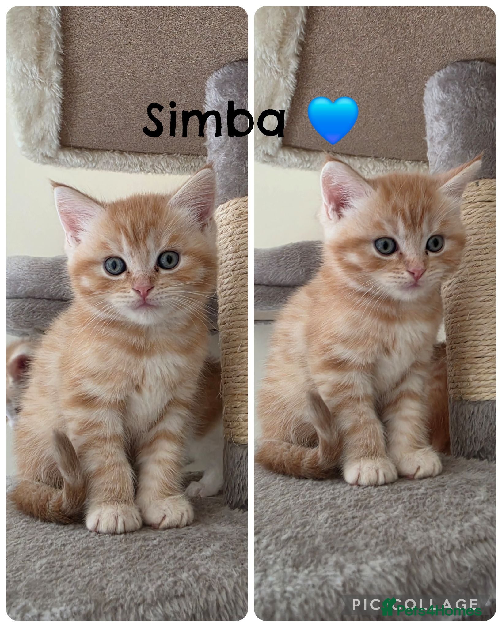 Mixed Breed cats Maine coon X BSH Kittens - Advert 2