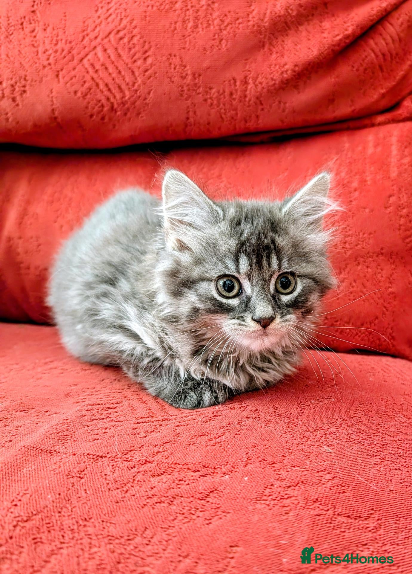 Mixed Breed cats Stunning Fluffy Kittens  - Advert 2