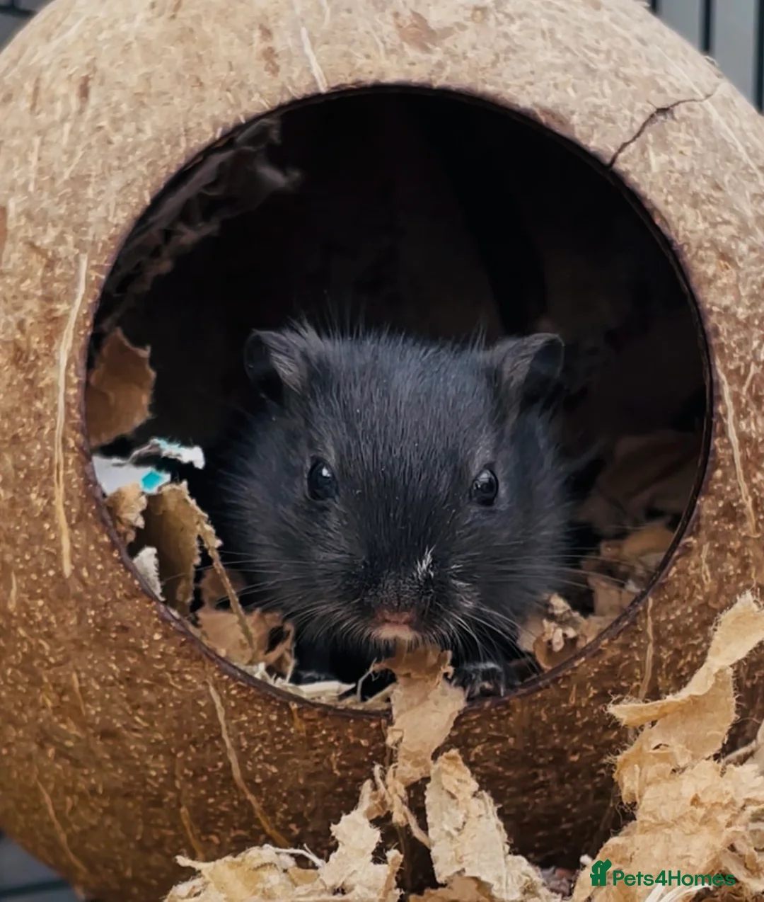 Gerbil rodents for sale: Black Baby Gerbils - Advert 1