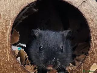Gerbil rodents Black Baby Gerbils - Advert 3