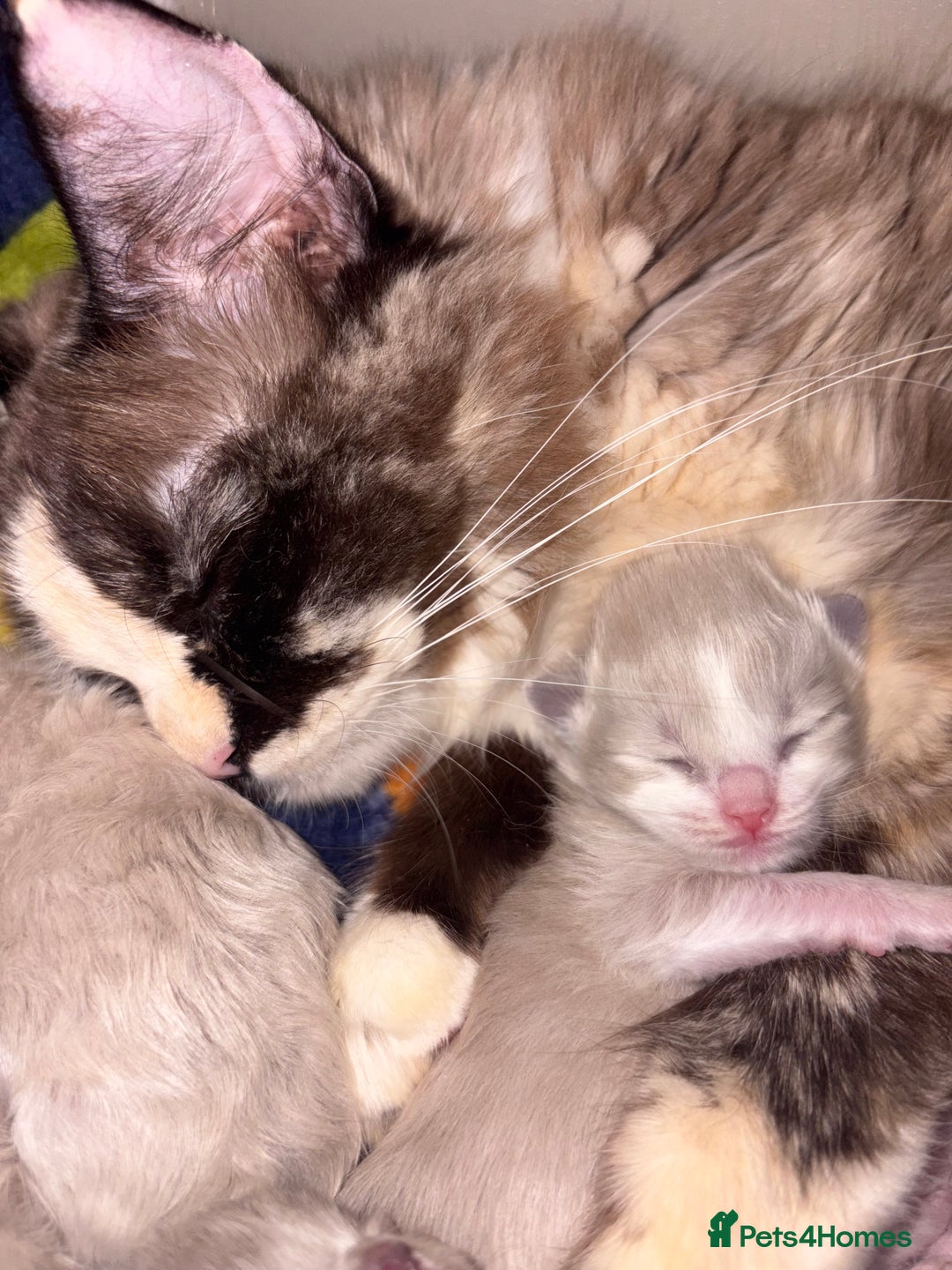 Ragdoll cats for sale: Full pedigreed ragdoll kittens  - Advert 8