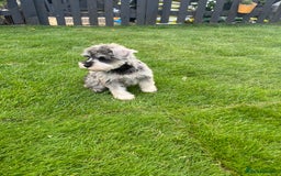 Miniature Schnauzer dogs for sale: Just 2 boys and girls available raised with love - Image 37