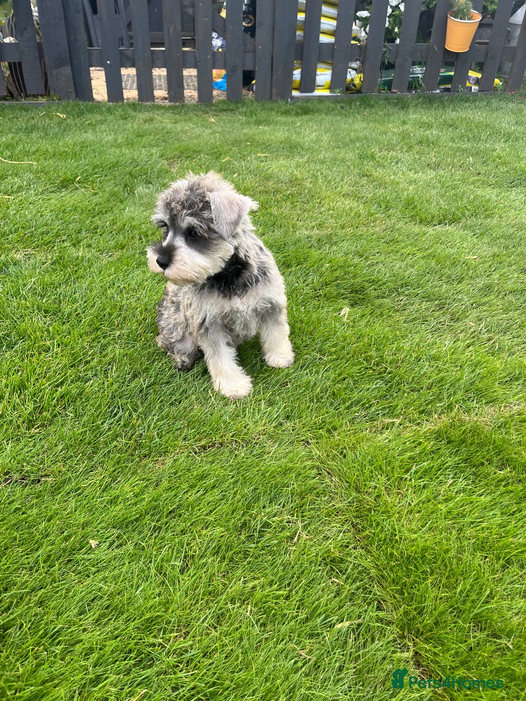 Miniature Schnauzer dogs for sale: Just 2 boys and girls available raised with love - Image 37