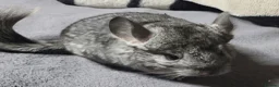 Chinchilla rodents for sale: 4 baby grey female chinchillas - Advert 4