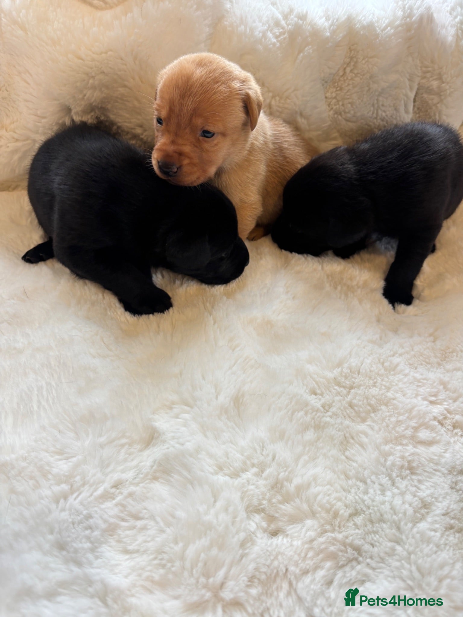 Labrador Retriever dogs D.N.A. Tested Labrador Puppies - Advert 1