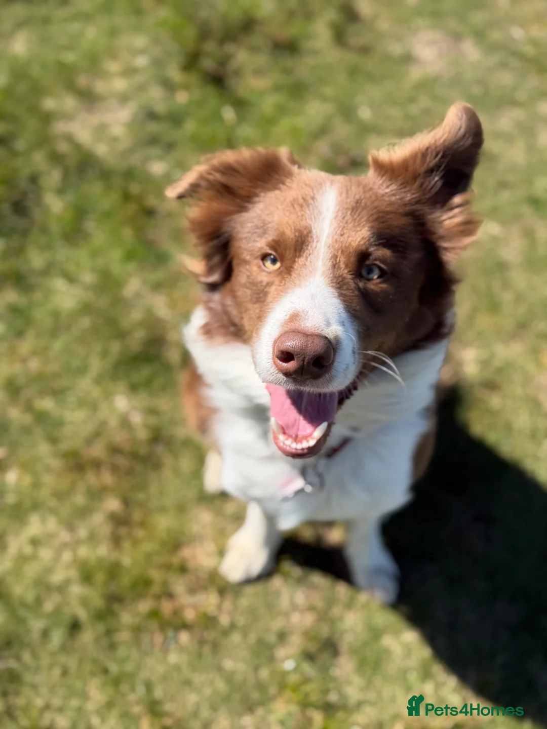 Border Collie dogs for stud: Rex the collie  - Advert 1