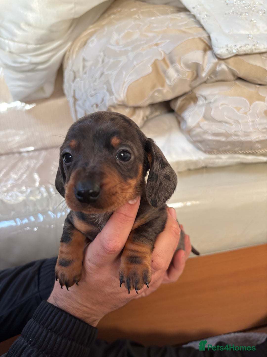 Dachshund dogs for sale: Dachshund puppies  - Advert 6