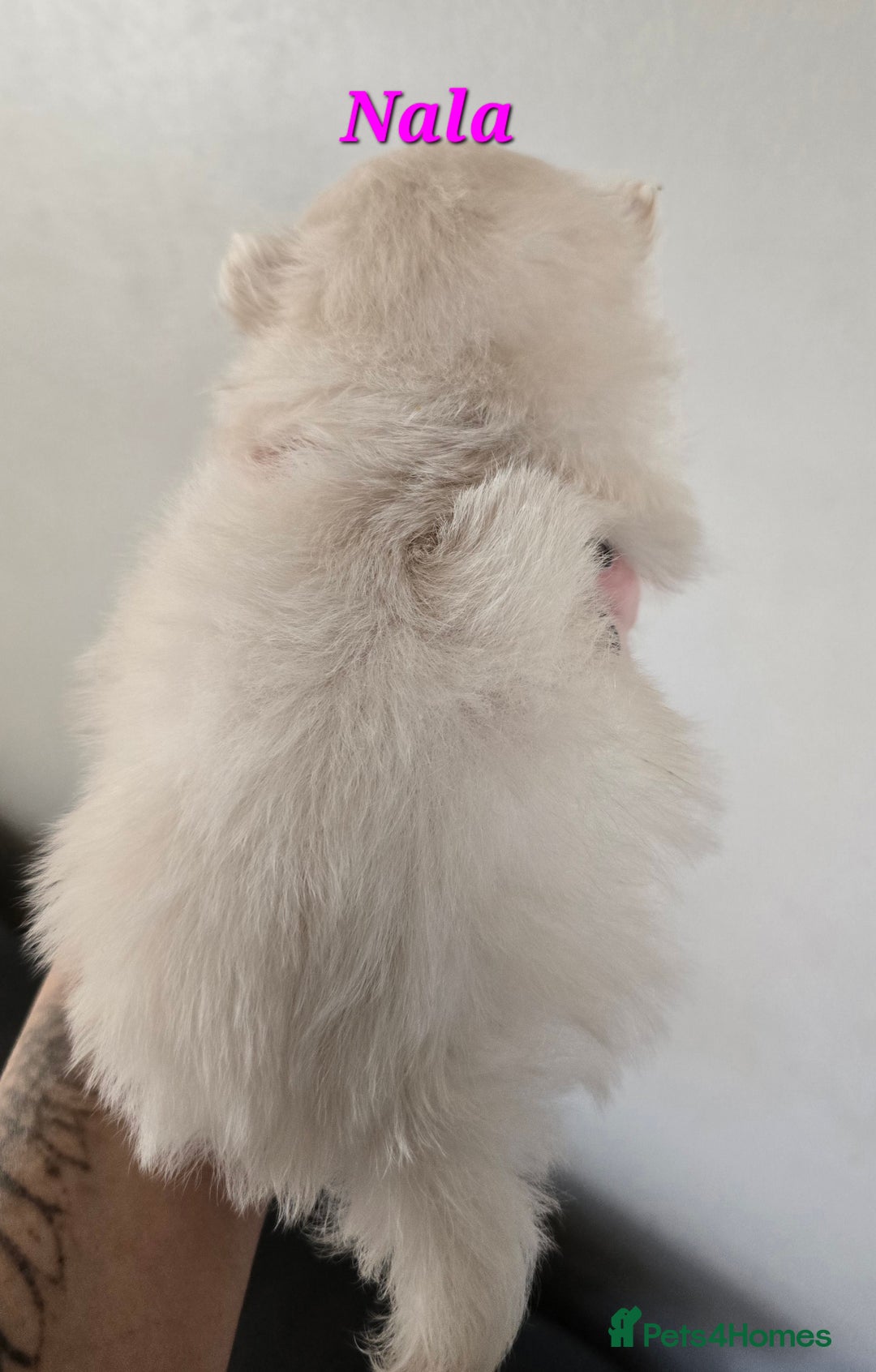 Mixed Breed dogs for sale: F1 Maltipom puppies from health tested parents  - Image 6