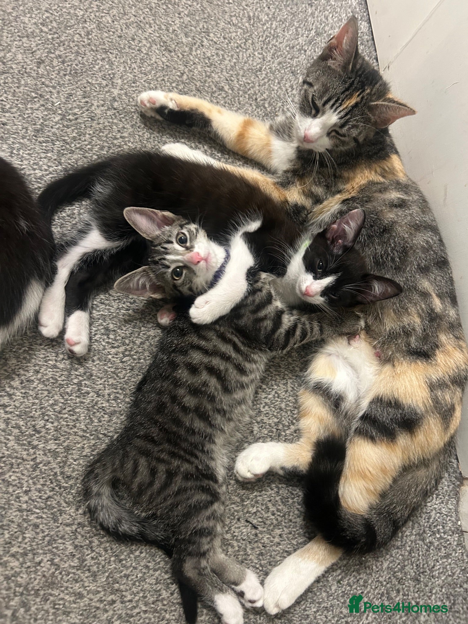Mixed Breed cats vaccinated kittens ready now 🐱❤️ - Advert 15