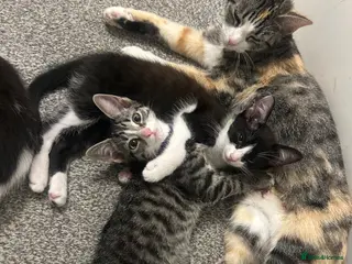 Mixed Breed cats vaccinated kittens ready now 🐱❤️ - Advert 15